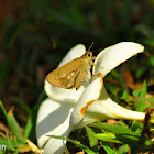 Small Branded Swift