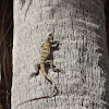 Black Spinytail Iguana juvenile