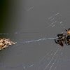 Brown Lobed Spider