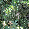 Long-jawed Orb Weaver and Web