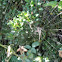 Long-jawed Orb Weaver and Web