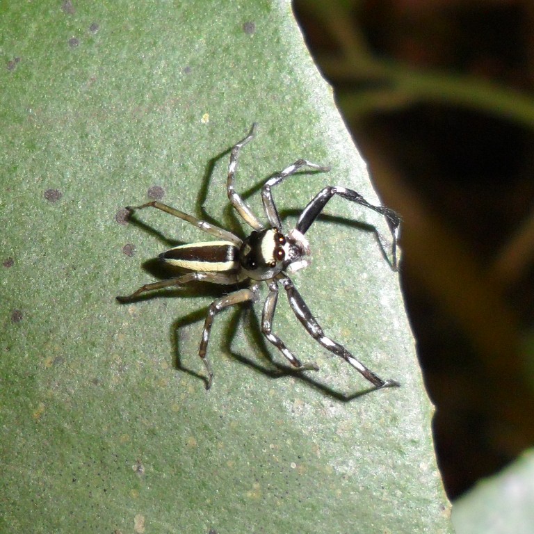 Multi-coloured Phintella Jumper