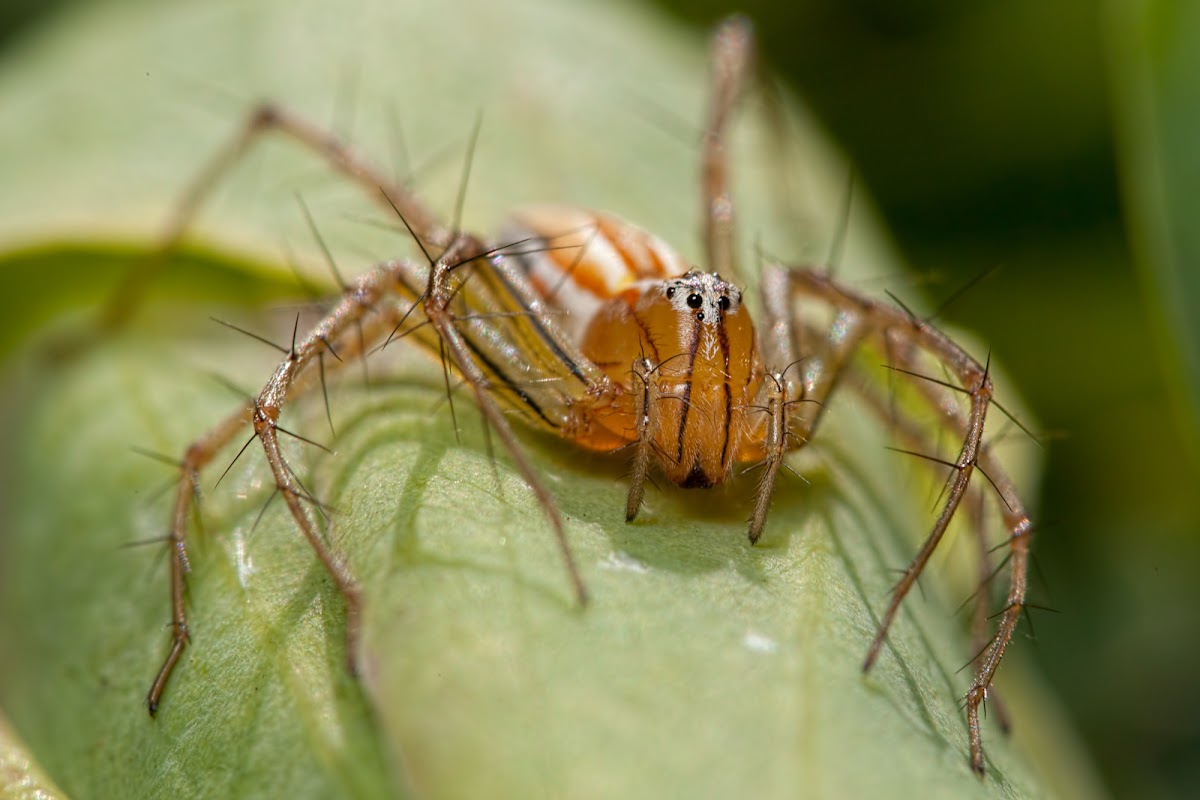 Common Lynx Spider