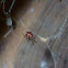 Triangulate cobweb spider