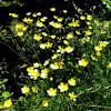 Creeping Buttercup