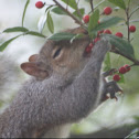 Grey squirrel