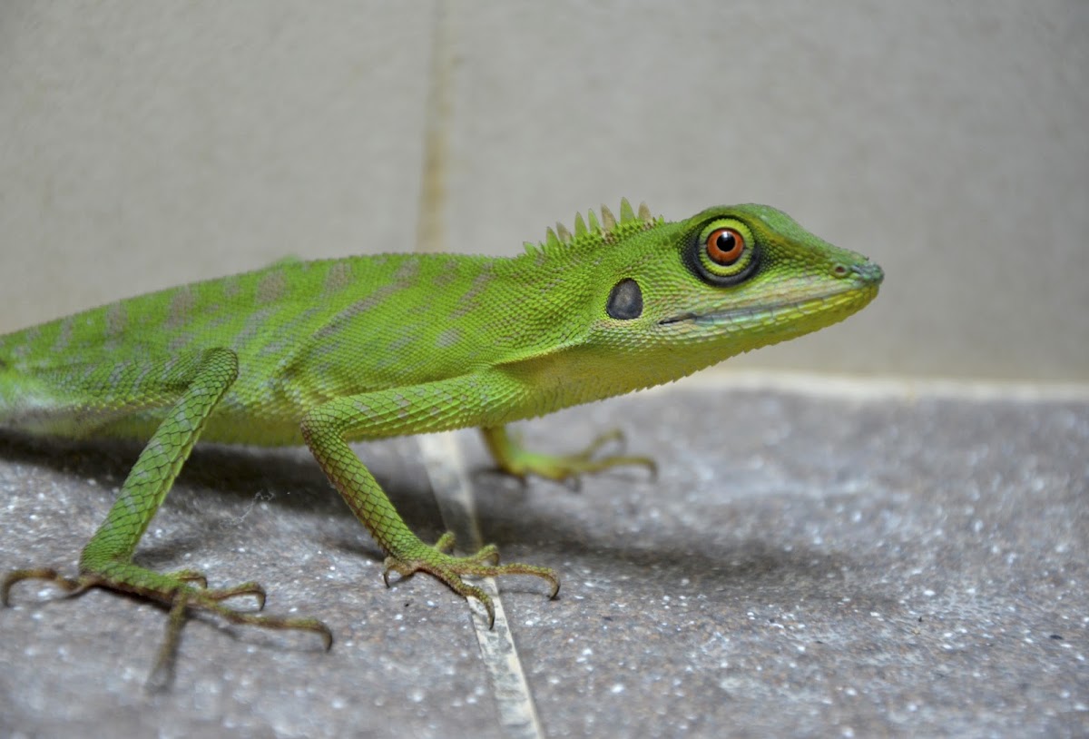 green-crested lizard