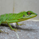 green-crested lizard