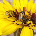 Beetle. Escarabajo amarillo