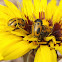 Beetle. Escarabajo amarillo
