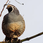 California quail (male)