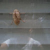 Cicada - Exoskeleton