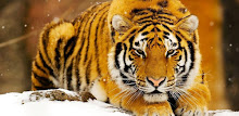 Tiger Series Live Wallpapers APK