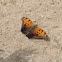 Questionmark Butterfly