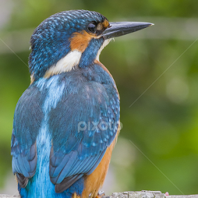 Torre di controllo by Federico Lenzi - Animals Birds