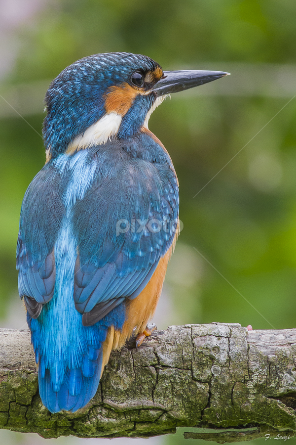 Torre di controllo by Federico Lenzi - Animals Birds