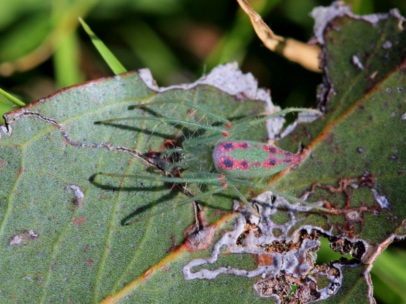 Slender green orb spider