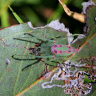 Slender green orb spider