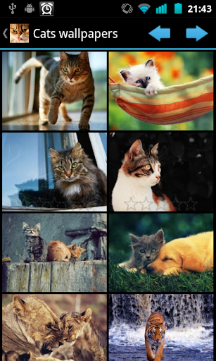 Cats wallpapers