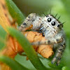 Jumping spider (with moth)