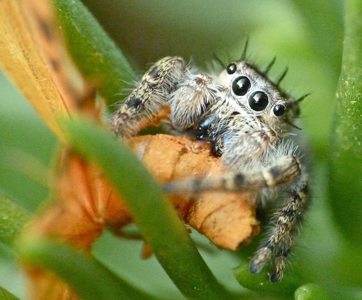 Jumping spider (with moth)