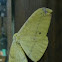 monkey moth