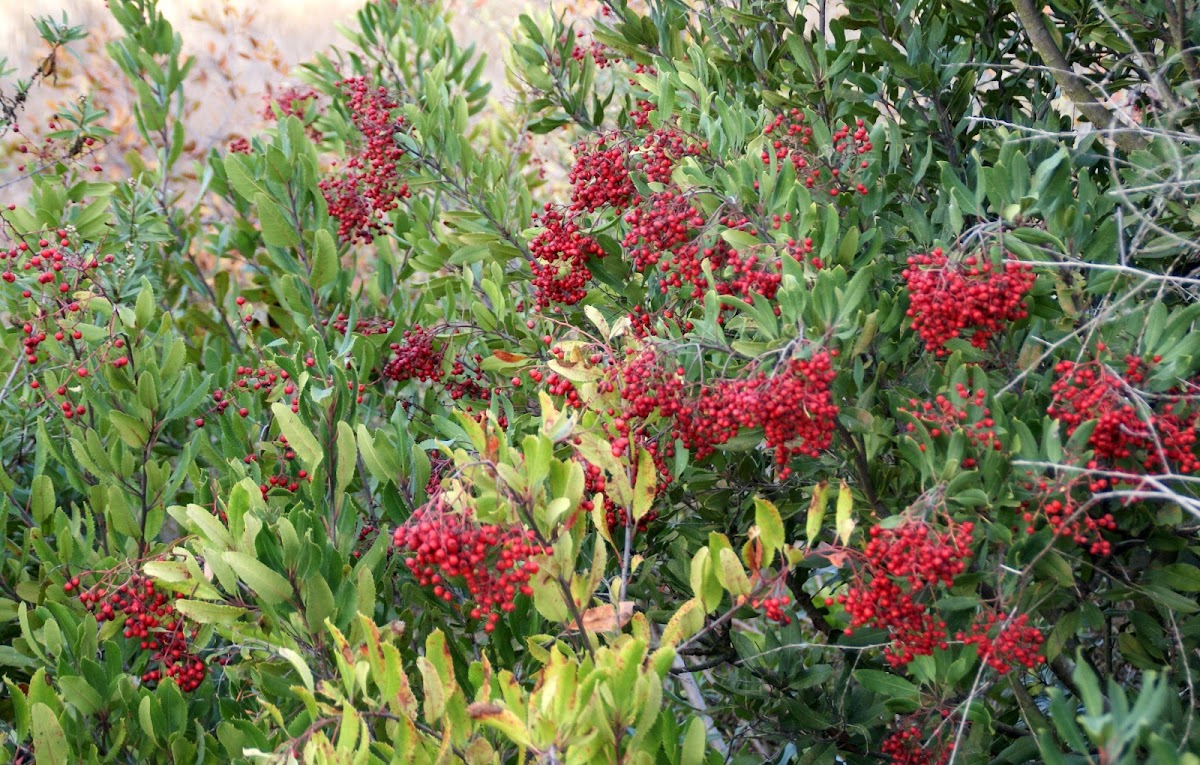 Toyon