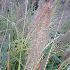 Pennisetum setaceum ‘Rubrum’