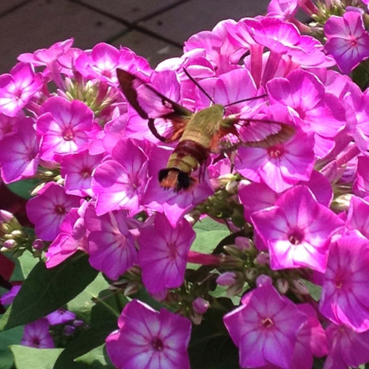 Hummingbird Clearwing Moth