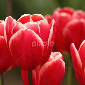 Tulips by Jennifer Wheatley-Wolf - Flowers Flowers in the Wild