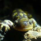 Tiger salamander (male)