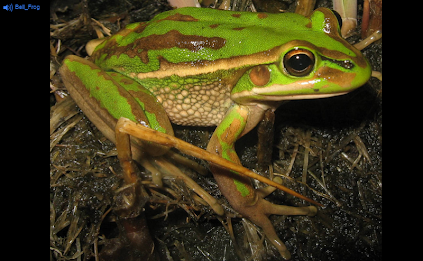 Australian Animals by meesai poster 3