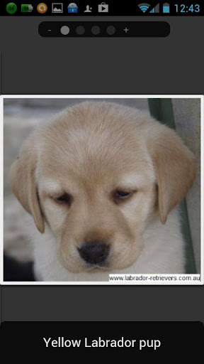 Truebred Labradors puppies