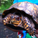 Eastern Box Turtle