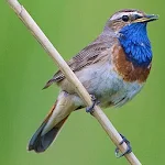 UK Birds Sounds Free Apk