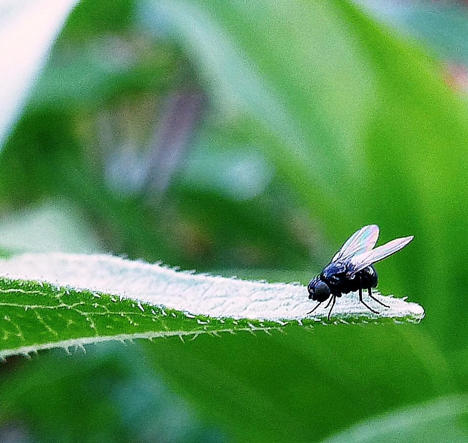 tiny fly