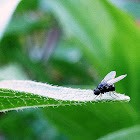 tiny fly