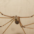 Cellar Spider(Daddy Long Legs)