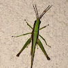 Short-winged green grasshopper
