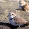 Snowy Plover