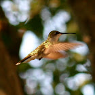 Hummingbird