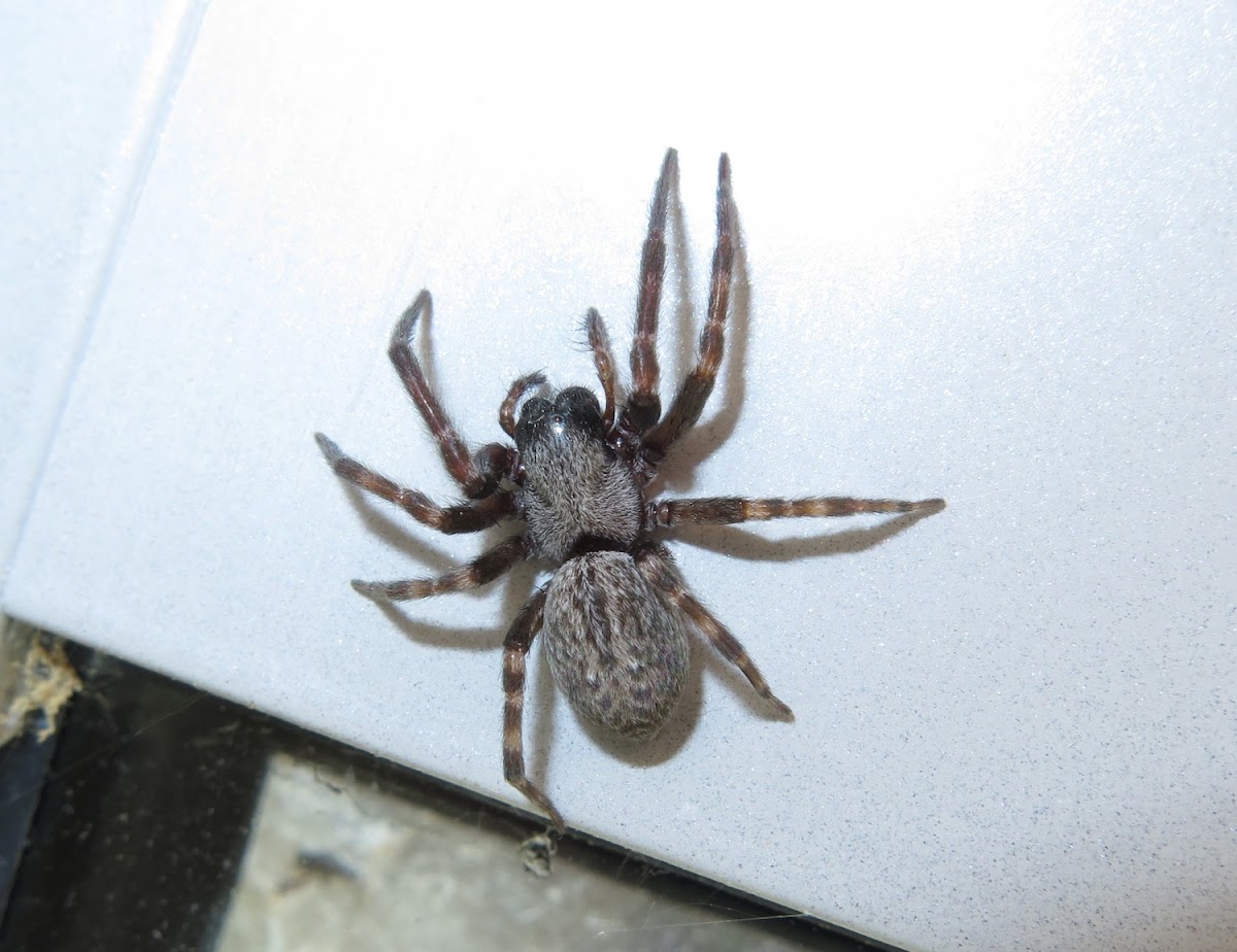 Grey House Spider