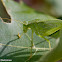 Bush Katydid