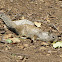 California ground squirrel