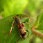 Rufous-shouldered Longhorn Beetle / Strizibuba