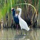 Purple Gallinule; Calamón