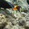 orange spine unicorn fish