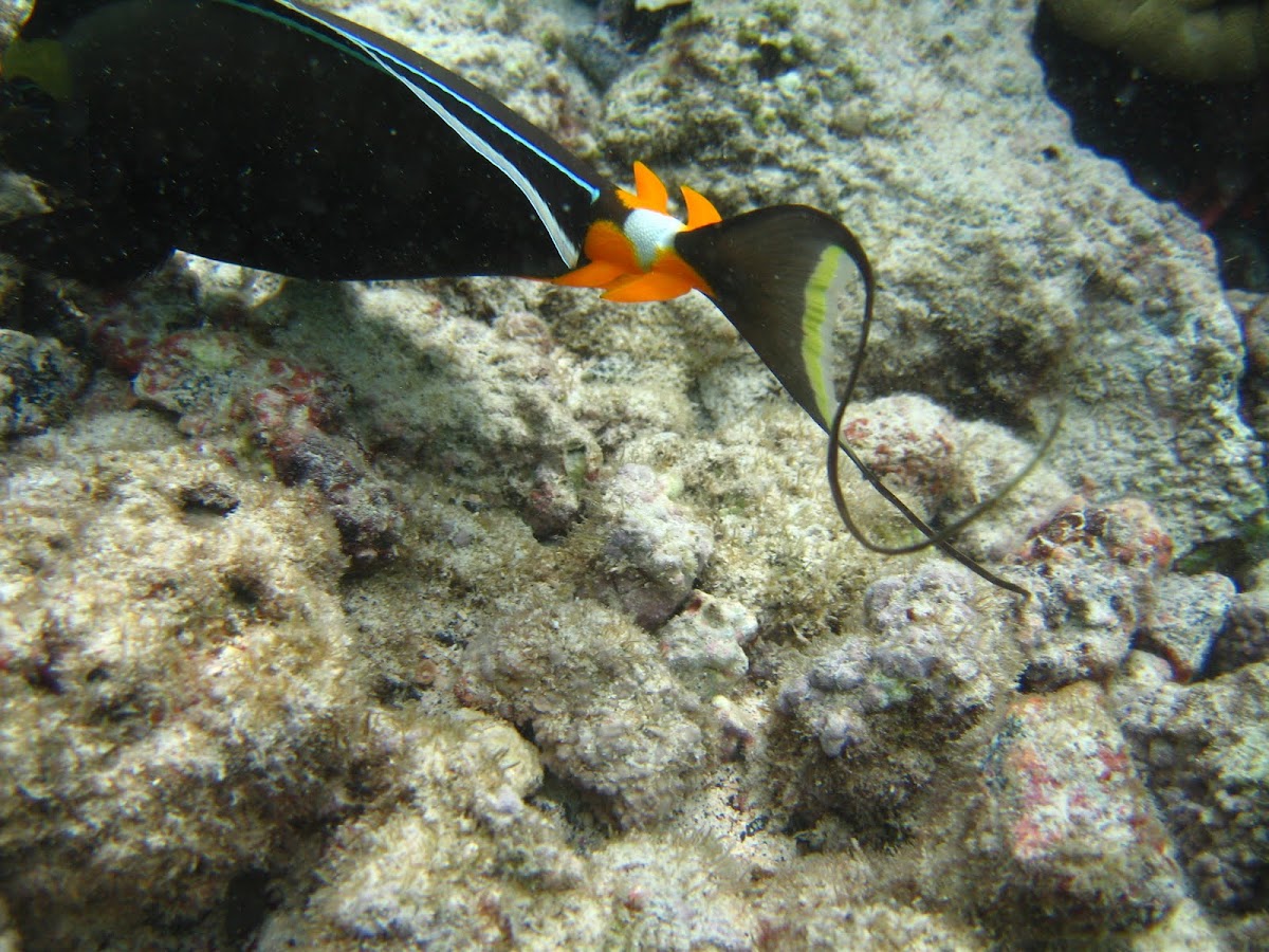 orange spine unicorn fish