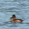 Ring-necked Duck (female)
