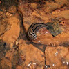 spotted leopard slug